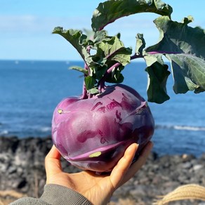 제주 콜라비 3kg 5kg 10kg 제주도 콜라비