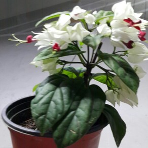 행복한정원 덴드롱 꽃화분, 1개