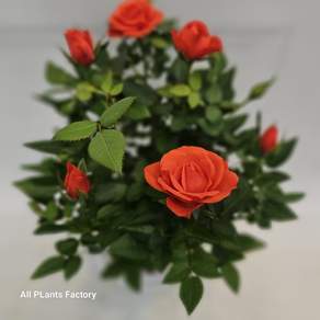 식물공장 주황장미 주황색 장미 소품 15-25cm 49, 1개