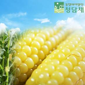 청담채 괴산 대학 찰옥수수, 30개, 특 17cm내외