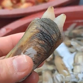 몽땅농수산 남해안 산지직송 생물 가리맛조개 제철 500g, 1개, 1kg (30~40미)
