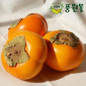 달콤아삭 경남 꼬마단감 5KG/10KG (소과 60~80사이즈), 단감 5kg (31-35), 1개