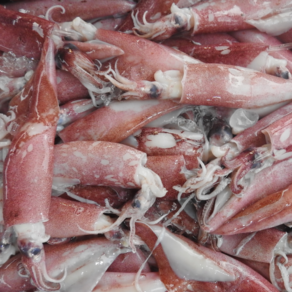 [산지직송] 자연산 급냉 한치 제철, 1개, 500g 내외 (15~25미)
