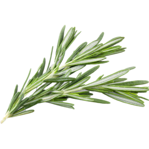 로즈마리 생잎, 100g, 1개