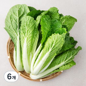 국내산 얼갈이, 800g, 6개