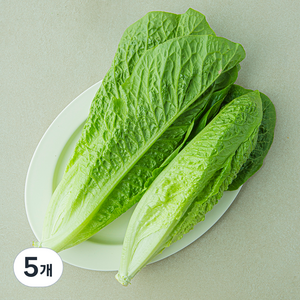 샐러팜 하트 로메인, 300g, 5개
