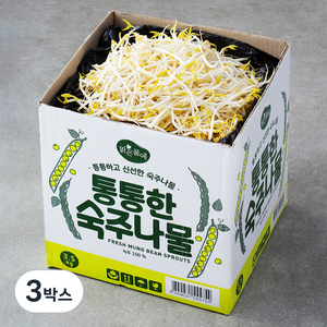 맑은물에 통통한 숙주나물, 3.5kg, 3박스