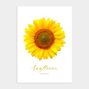 인테리어 액자 포스터 Yellow Sunflower 해바라기 01