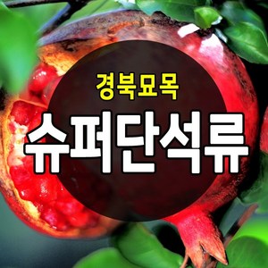 [경북농원] 수퍼 단석류 왕석류등 좋은 품질의 석류묘목 판매중, 수퍼단석류  상묘, 1개