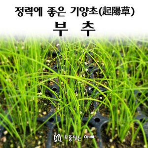 [모종심는아빠] 정력에 좋은 기양초 부추 모종(포트), 12개