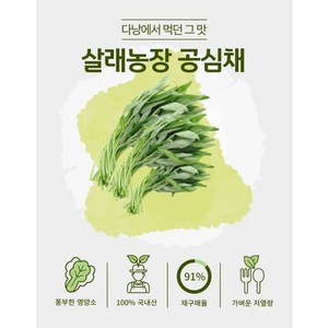 지리산뱀사골 수경재배 공심채 친환경 저탄소인증 GAP인증 [원산지:국산(전라북도 남원시)], 1개, 3kg