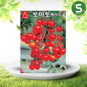 솔림텃밭몰 미니토마토씨앗 50립 토마토베리킹 토마토씨앗, 1개