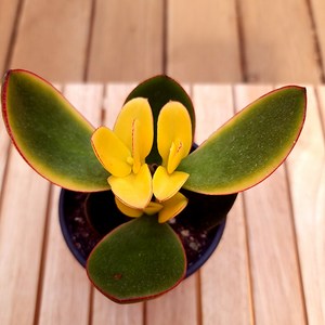 염좌금 키우기 쉬운 실내 예쁜 염좌 크라슐라 속 염자 다육, 혼합색상, 1개