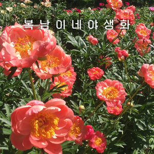 겹작약 코랄참 3촉이상 [1뿌리 복남이네야생화 피오니 peony], 1개