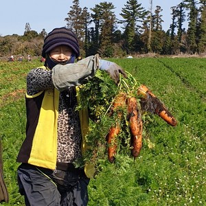 싱싱한 제주도 햇 흙당근 3kg 5kg 10kg, 1개, 5kg(왕특과)