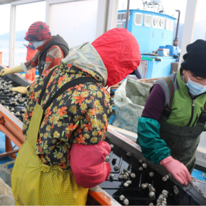 벌교꼬막천국 반찬용 산지직송 2개이상무료배송, 1개, 새꼬막소1kg100미내외