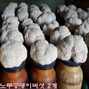 노루궁뎅이버섯키우기 무농약 친환경 노루궁뎅이버섯 종균 배지 2개 키트 세트 집에서 체험학습 웰빙 식용 버섯요리 국내산 집 가정 학교 단체 사무실 효과 추천