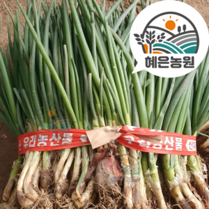 [농장직송] 싱싱한 흙쪽파, 1개, 1kg
