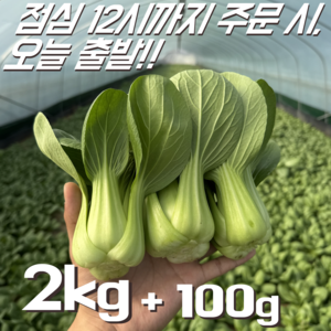 [꿀야채 청경채] 물 좋은 철원 산지직송 청경채, 1개, 2kg