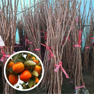 대봉 감나무 차량 태추 단감 묘목 나무 접목1년 정원수 유실수 과실수 결실수 재배 키우기, 대봉감 접목1년 1주, 1개