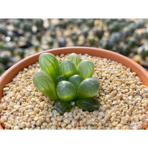 하월시아(Haworthia) - 기본포트 독일토분선택 베란다정원 홈가드닝 집꾸미기 소형식물, 하월시아 + 기본포트, 1개