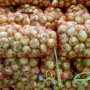 청원농산 햇양파 10kg 20kg, 10kg(대 조리용), 1개