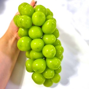 고당도 샤인머스켓 수출용 선물세트(수출용), 2.4kg내외(3수), 1개