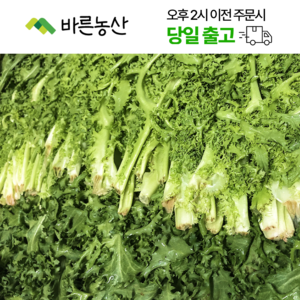 < 바른농산 > 국내산 치커리 쌈야채 쌈채소, 1개, 2kg