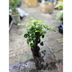 [하늘꽃농원] 대박나무 핫도그 녹보수 돈과 재물을 상징해요 작은 나무입니다, 1개