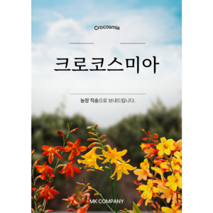 (MK Company) 크로코스미아 구근 개화주 선별발송 (빨강 주황 주황노랑) 크로커스미아 루시퍼 Crocosmia, 20개, 오렌지