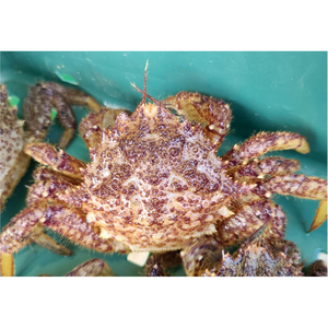 자연산 남해 고성 활 제철털게 왕밤송이게 특대 사이즈 1kg 4미 대 사이즈 1kg 6~7미 찜용 간장게장용, 대 사이즈 1kg(6미~7미)
