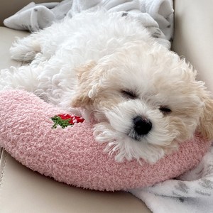 동구네 편안한 반려동물 반달쿠션 목베개, 분홍