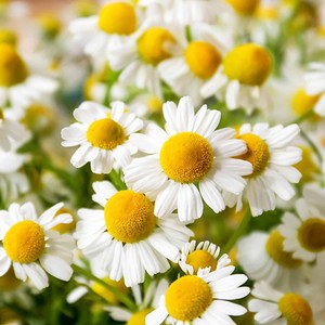 [모야모 허브] 캐모마일 Chamomile 4종 씨앗 선택구매, 로만캐모마일 50립, 1개
