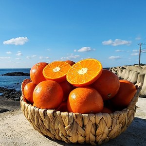 영태네농산물] 해풍으로 키운 제주 레드향, 1박스, 3kg : 소과