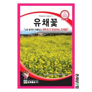 유채꽃 1kg / 씨앗 종자 꽃씨 두해살이풀 조경 화단 정원, 1개