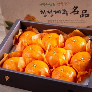 프리미엄 고당도 레드향 3kg 특품 선물세트, 레드향 3kg 7~13과(선물용), 1개