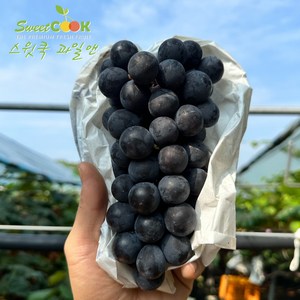 스윗쿡 과일앤 당도선별 캠벨 포도, 1개, 1kg(3~4수)