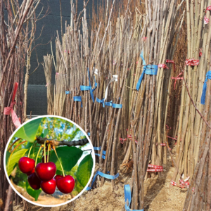 왕 체리나무 묘목 접목1년 과일 나무 정원수 유실수 과실수 결실수 재배 키우기, 러시아8호 접목1년 1주, 1개