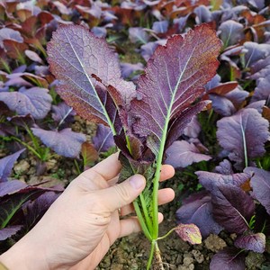 산지직송 김장용 홍갓 생갓 토종갓 조선갓, 1개, 1kg