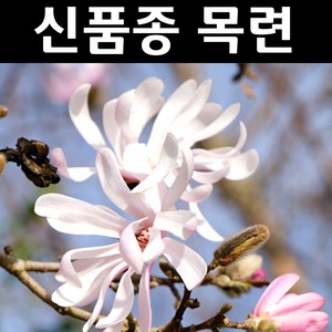 로지아목련/별목련 나무 묘목 접목1년 뿌리묘 1개/정원수 조경수, 별목련 왜성 던 접목1년, 1개