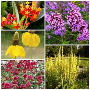 [모야모 꽃씨 묶음 1216] 파종첫해 개화 다년초 5선, 1개