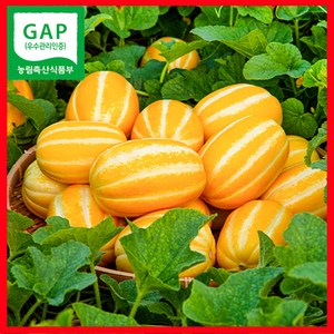 포그내홈 올해 수확 햇과일 산지직송 당도선별 성주 꿀맛 못난이 참외, 1세트, 1.8kg (6-16과)