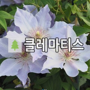 트랭퀼리티- 클레마티스 10.5cm 포트묘 ( 큰꽃으아리 / 넝쿨식물 / 봄꽃 ), 1개