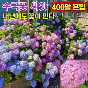 [사계절 개화] 50알/100알/300알 수국 모종 꽃씨앗 수국 생화 씨앗 정원 꾸미기 개화기간이 길다, 8개