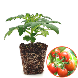 파머씨드 앉은뱅이 방울 토마토 8개 모종 빨강 키우기, 앉은뱅이 방울토마토 빨강 8개