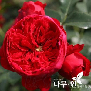 [나무인] 루스티카나 고급사계줄장미 유럽덩굴장미, 1개