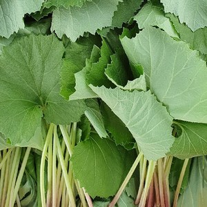 자연산 생 머위잎/1kg/국내산/자연산/야생채취, 1개, 1kg