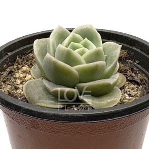 [꽃사랑식물나라] 러블리로즈 에케베리아 다육 공기정화식물 소품 화분 플랜테리어, 1개
