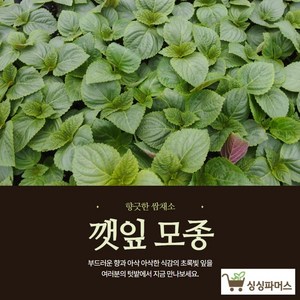 깻잎모종 10(개) 쌈채소 들깨 (모종파머스)