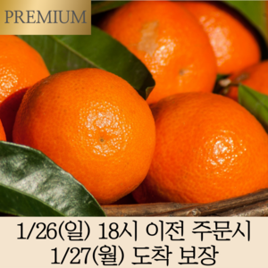 [12bix 선별] 당도선별 타이벡 감귤 고당도보장 로얄과, (로얄과 2S/S) 위미감귤 5kg [12bix이상]